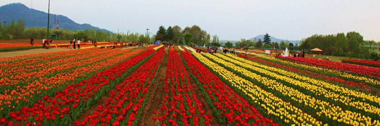Tulip Garden